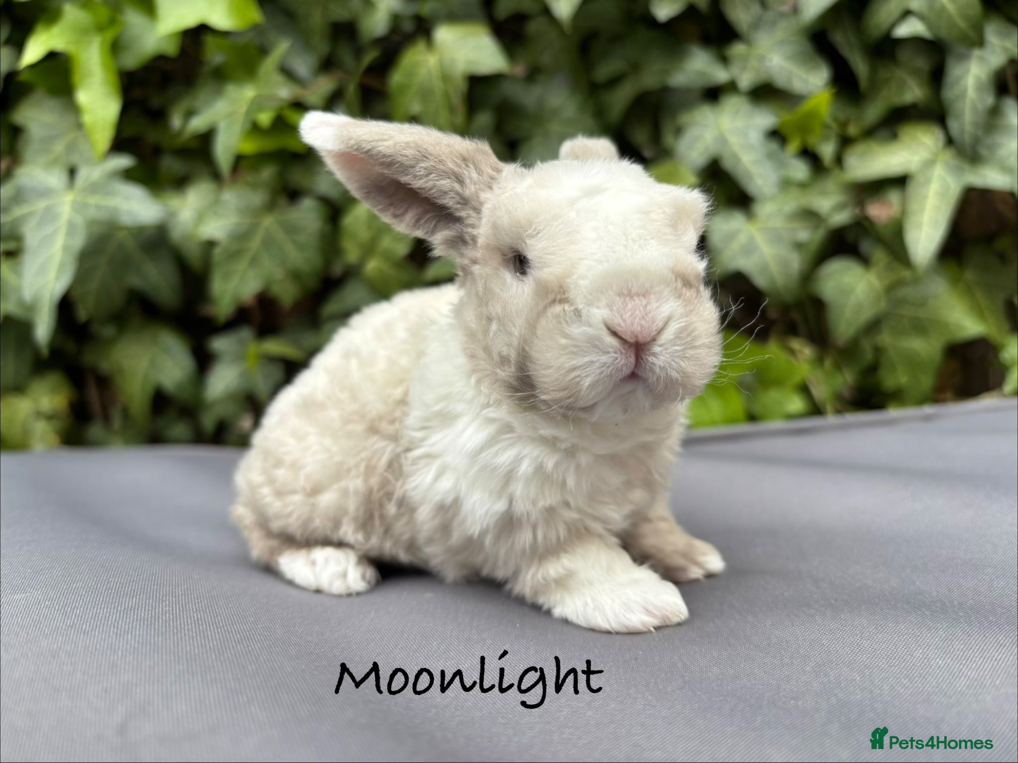 Mini Lop rabbits Pure bred Mini Plush Lops - Advert 18