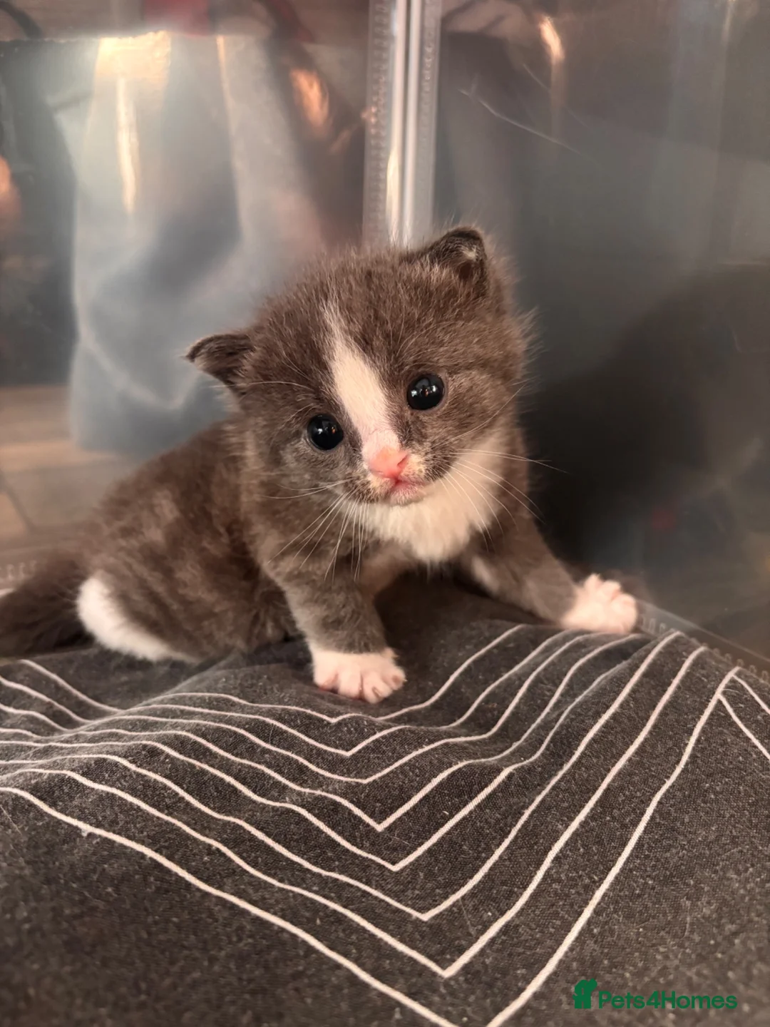 Mixed Breed cats for sale: Ragdol X kittens  - Advert 2