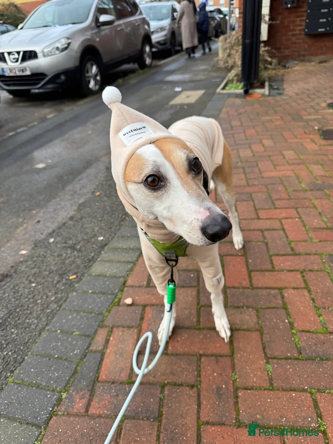 Greyhound dogs for sale: Greyhound - Advert 7