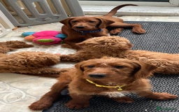 Goldendoodle dogs for sale: Top Quality Goldendoodle x Australian labradoodle  in Brough - Image 14