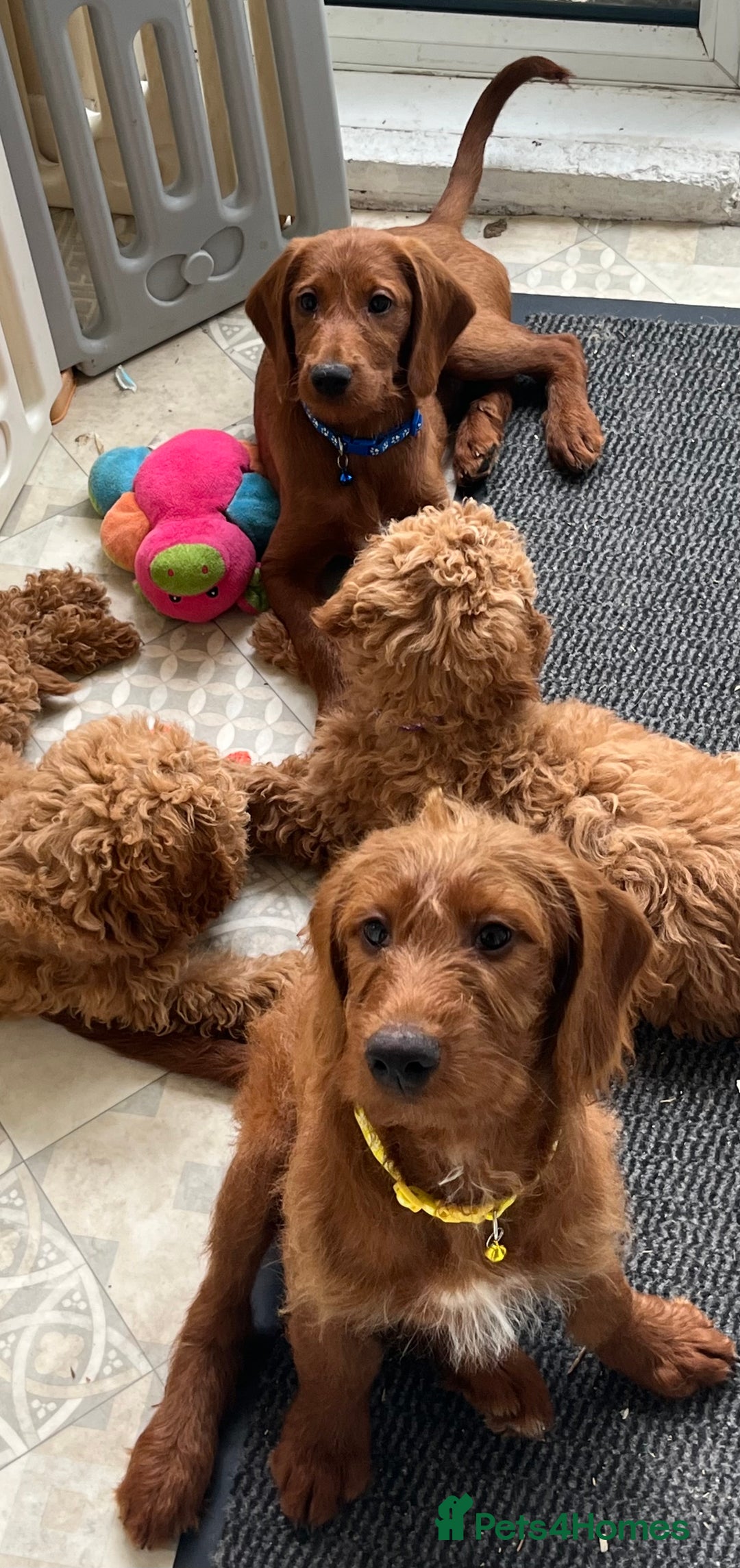 Goldendoodle dogs for sale: Top Quality Goldendoodle x Australian labradoodle  in Brough - Image 14