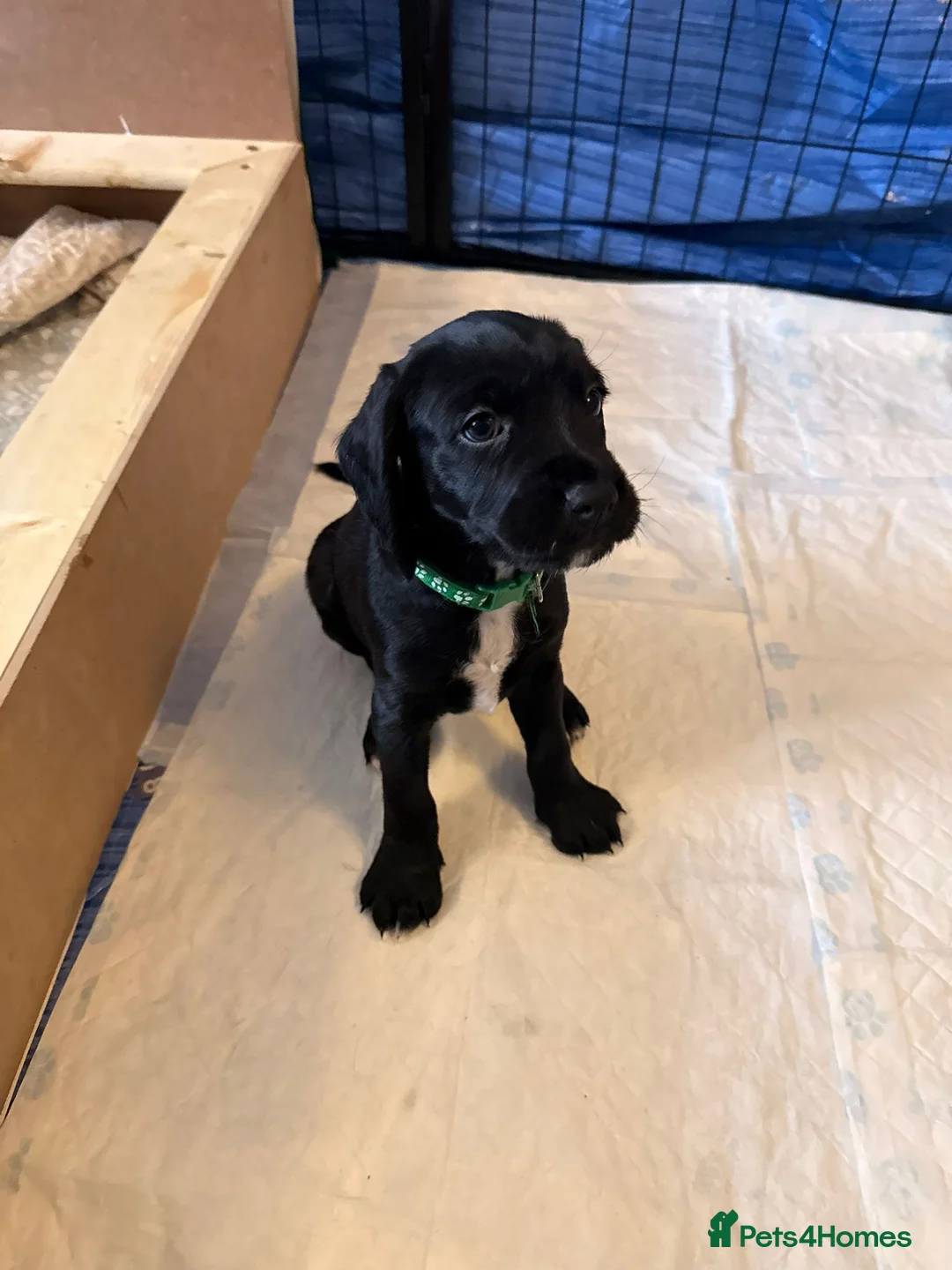 Mixed Breed dogs for sale: Three Gorgeous puppies for sale 🐶 - Advert 2