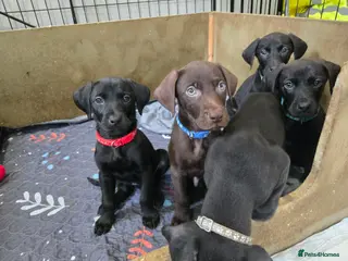 Mixed Breed dogs Doberman x Weimaraner Cross - Advert 1