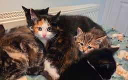 Mixed Breed cats for sale: Mixed Breed Kittens For Sale - Advert 5