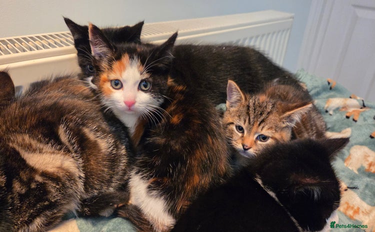 Mixed Breed cats Mixed Breed Kittens For Sale - Advert 3