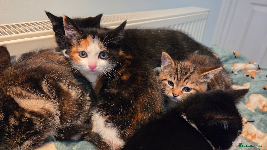 Mixed Breed cats for sale: Mixed Breed Kittens For Sale - Advert 5