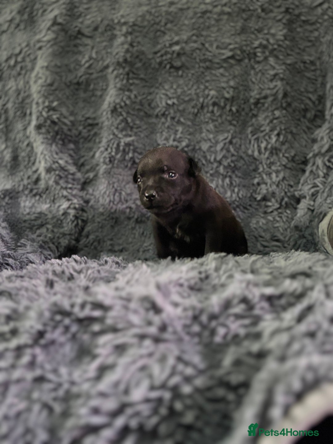 Staffordshire Bull Terrier dogs for sale: Paws Above The Rest  - Image 18