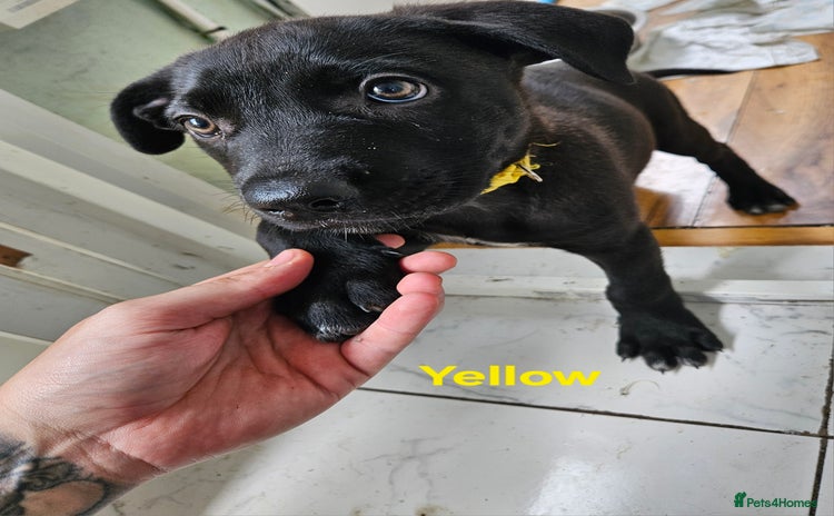 Mixed Breed dogs - Advert 2