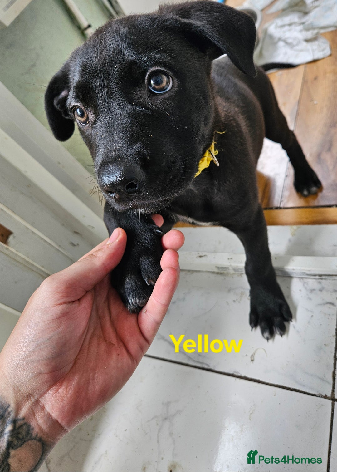 Mixed Breed dogs for sale: 3 puppies left. We have 2 girls and a boy  - Image 1