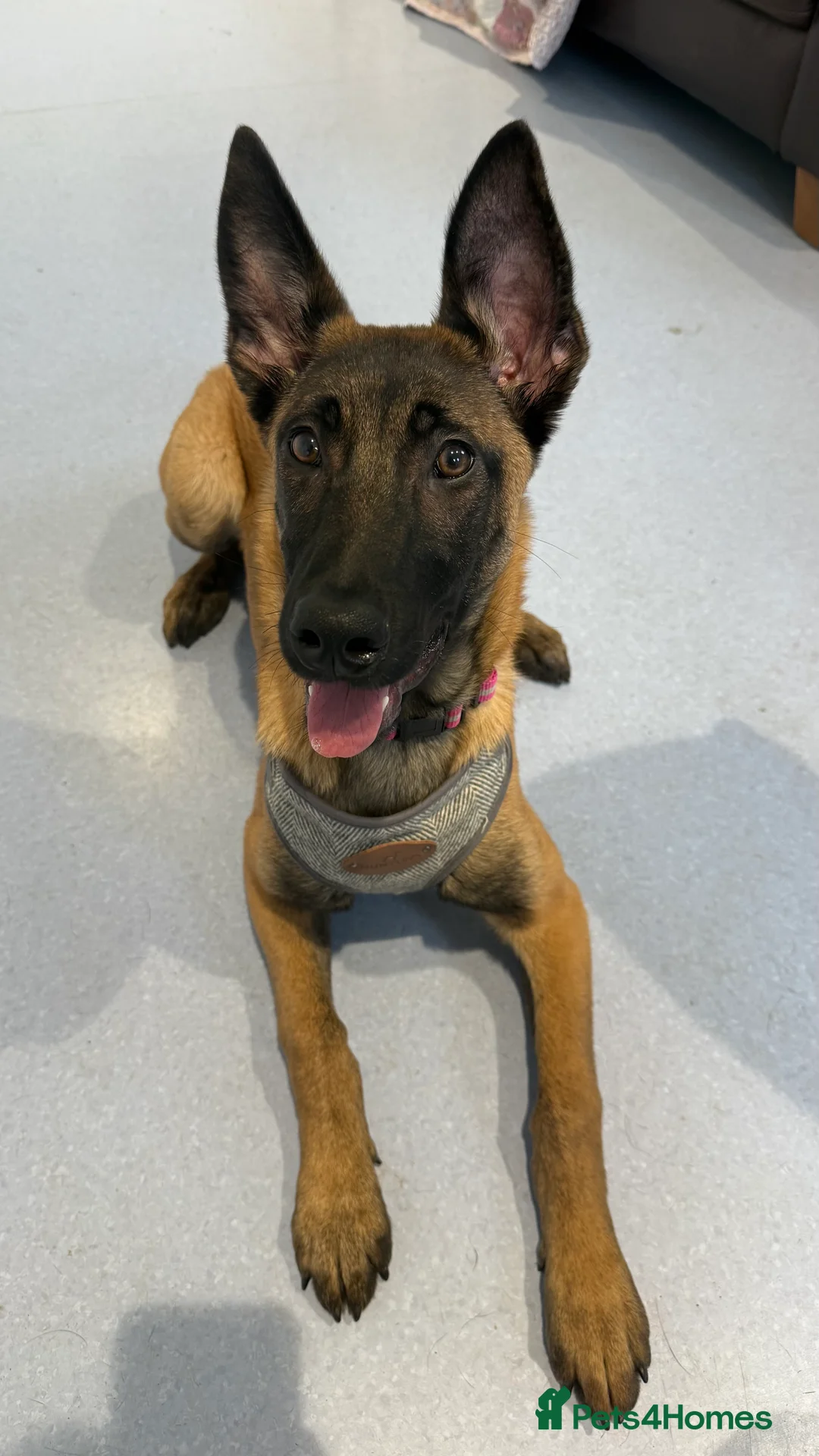 Belgian Shepherd Dog dogs for sale: Female Belgian Shepherd - 6 Months Old  - Advert 2