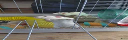 Rat rodents for sale: 2 male rats in Thetford - Advert 14