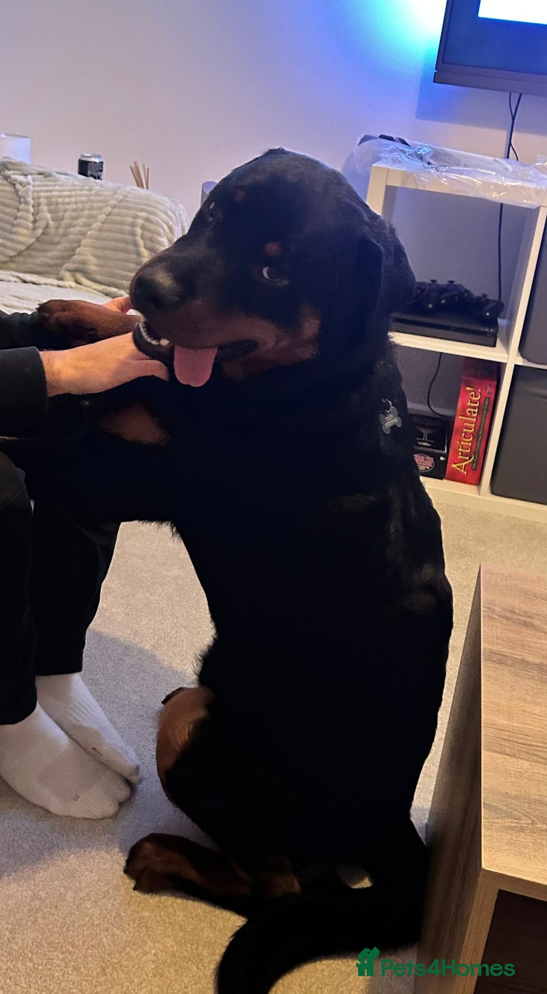 Rottweiler dogs 8 Month Old Male Rottweiler Puppy - Advert 7