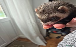 Ferret rodents for sale: Male and female ferrets and cage - Image 9