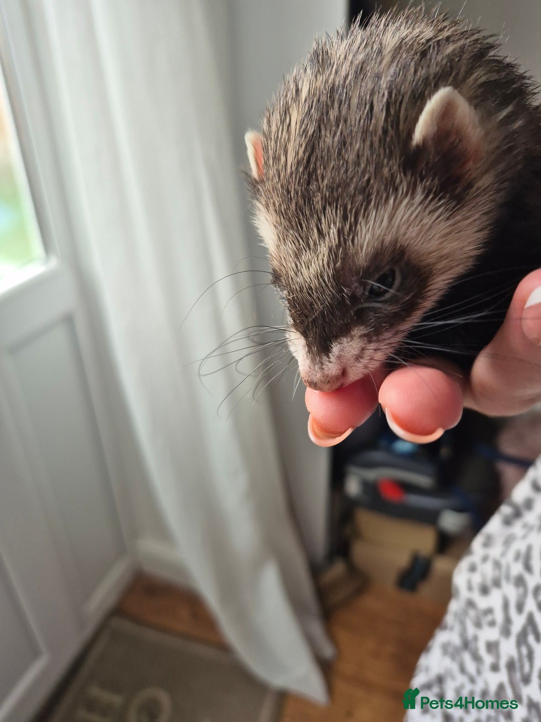 Ferret rodents for sale: Male and female ferrets and cage - Image 9