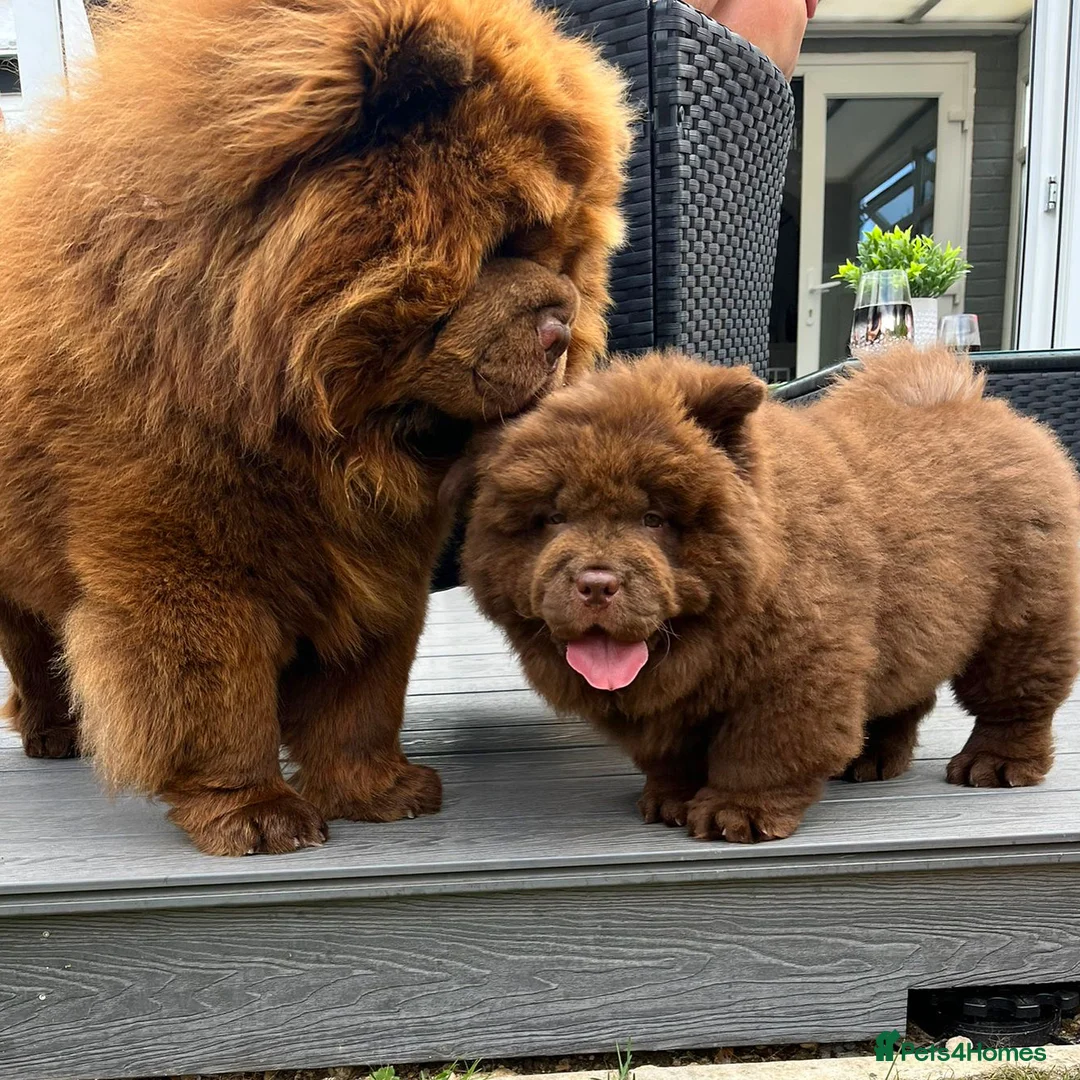 Chow Chow dogs for stud: HERSHEY the famous chocolate carrying blue. in Cheltenham - Advert 13