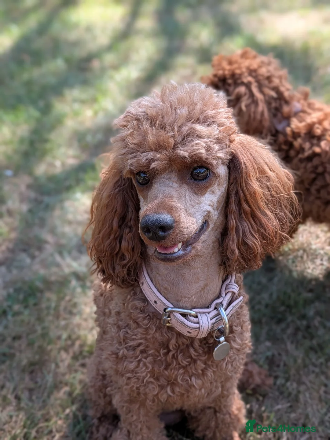 Miniature Poodle dogs for sale: EXCEPTIONAL DARK RED KC MINIATURE POODLE PUPPIES🐩 - Advert 12