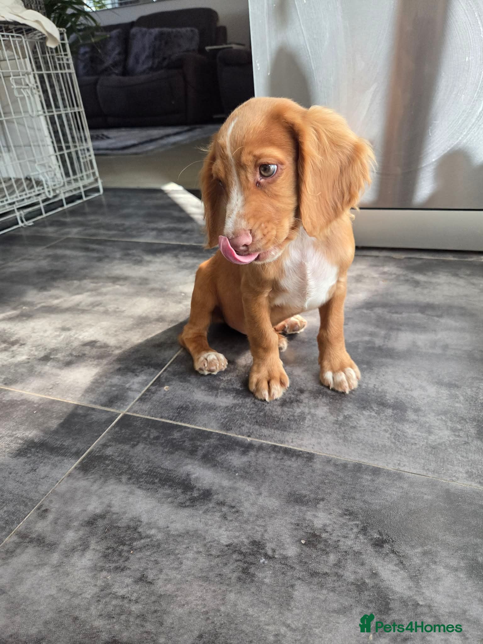 Cocker Spaniel dogs Working Cocker Spaniel Puppies Ready to go - Advert 2