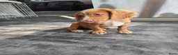 Cocker Spaniel dogs for sale: Working Cocker Spaniel Puppies Ready to go - Advert 2
