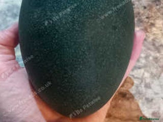 Emus poultry Emu hatching eggs for sale - Advert 4