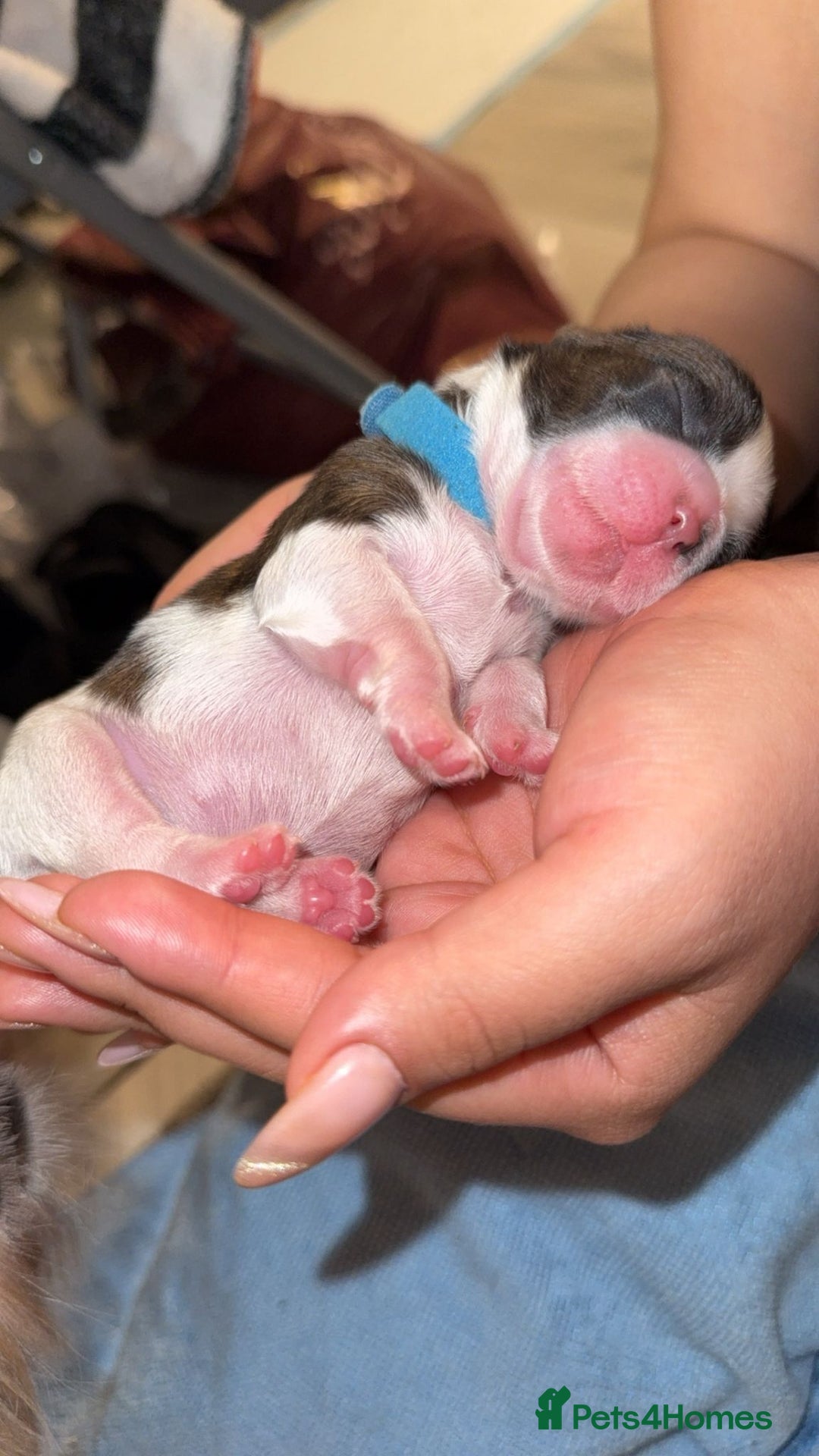 Shih Tzu dogs for sale: ShihTzu Newborn Puppies 💕Home-Raised & Well-Loved - Advert 9