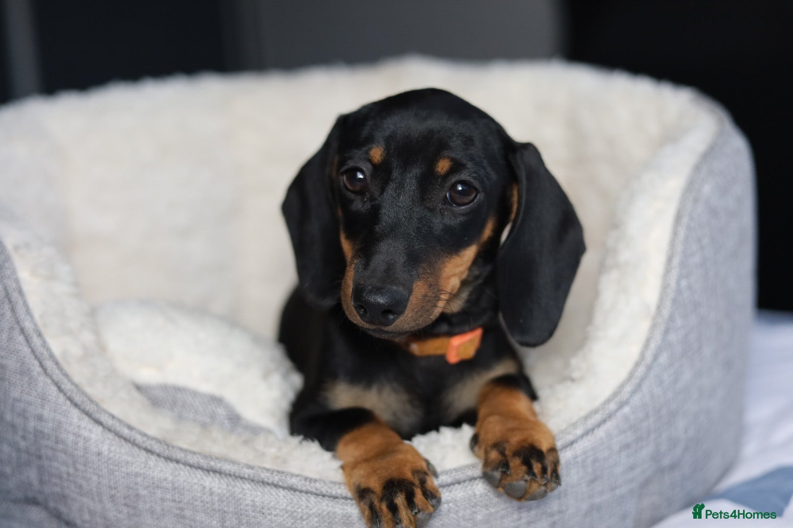 Dachshund dogs KC Registered Dachshund Puppies  - Advert 1
