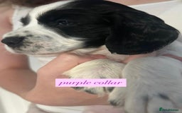 Sprocker dogs for sale: Sprocker puppies. Ready to leave 10th October.  - Image 5