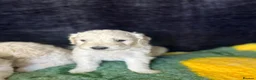 Goldendoodle dogs for sale: Beautiful f1 goldendoodle puppies  - Advert 4