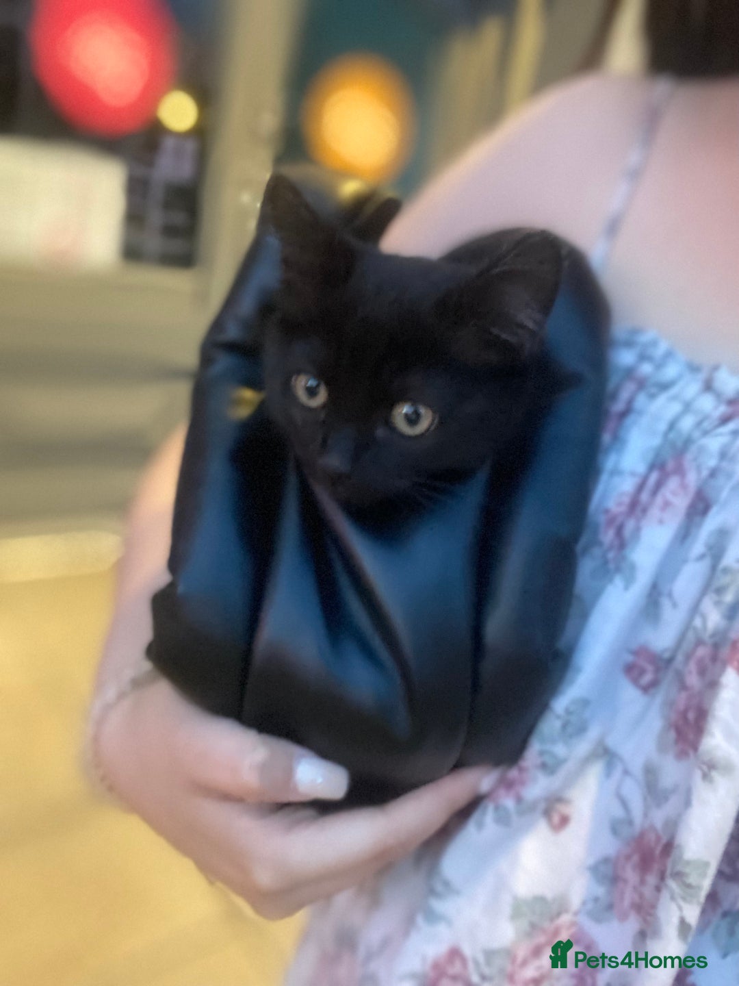 Himalayan cats for sale: Gorgeous Last kitten Girl 🩷 found home ‼️‼️ - Image 20