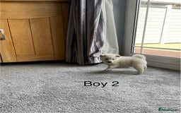Japanese Shiba Inu dogs for sale: Health Tested Japanese Shiba Inu Puppies - Image 12