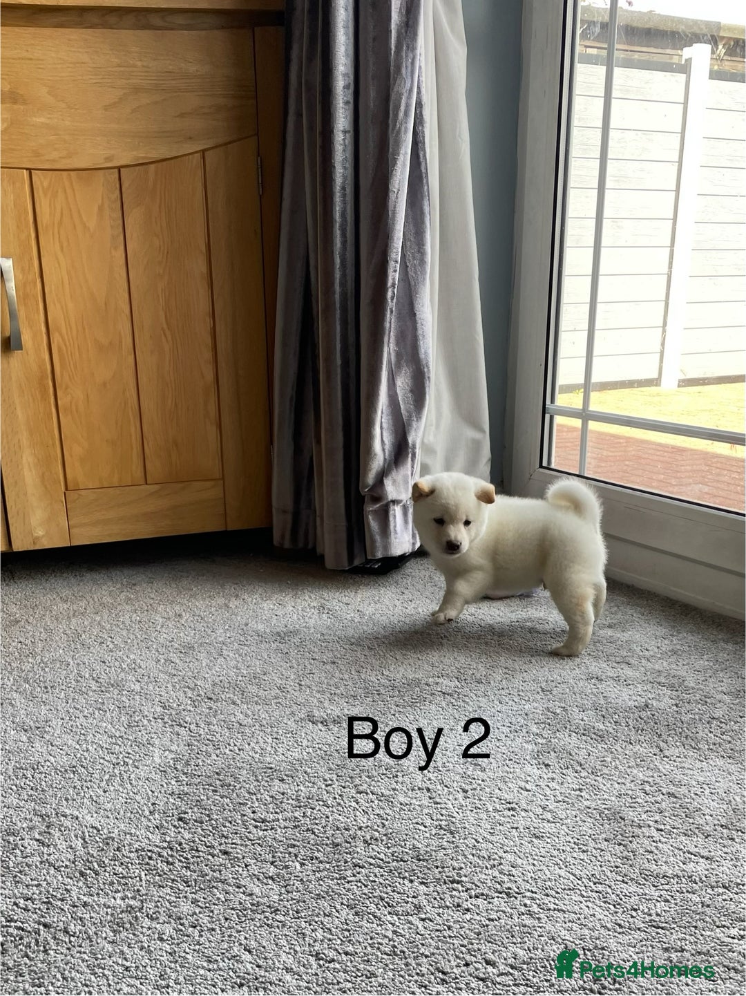 Japanese Shiba Inu dogs for sale: Health Tested Japanese Shiba Inu Puppies - Image 12