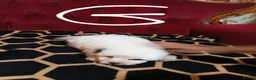 Bichon Frise dogs for sale: Bischon frize - Advert 14