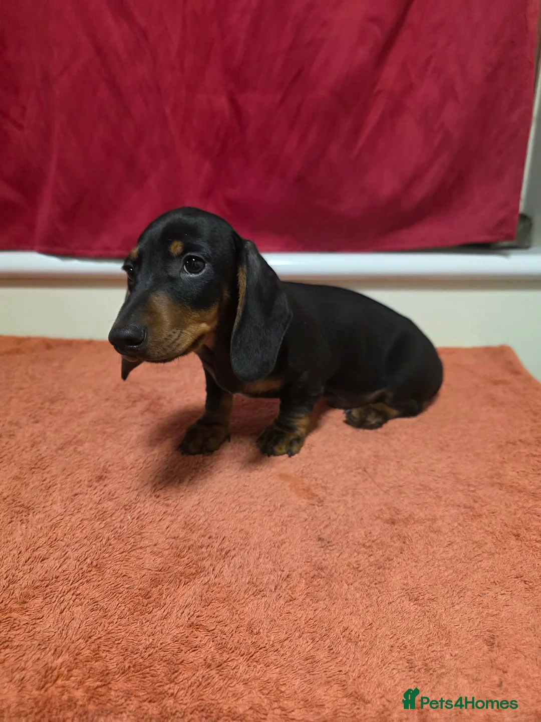 Miniature Dachshund dogs for sale: 💙BOTH VACCINES & READY FOR HIS FUREVER HOME - Advert 2