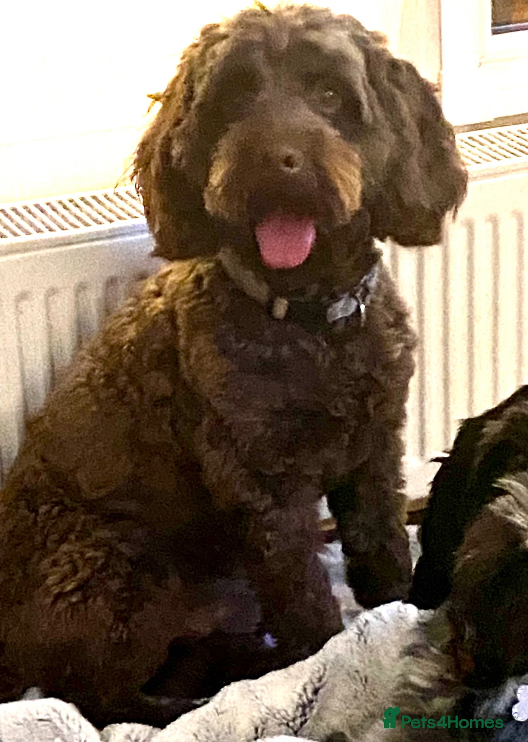 Cockapoo dogs for stud: Proven F1 cockapoo stud  - Advert 2