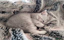 British Shorthair cats for sale: Now Ready to leave! Cute Little British Shorthair - Image 32
