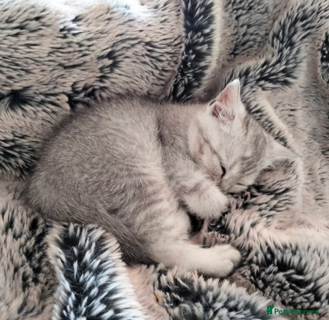 British Shorthair cats for sale: Now Ready to leave! Cute Little British Shorthair - Image 32