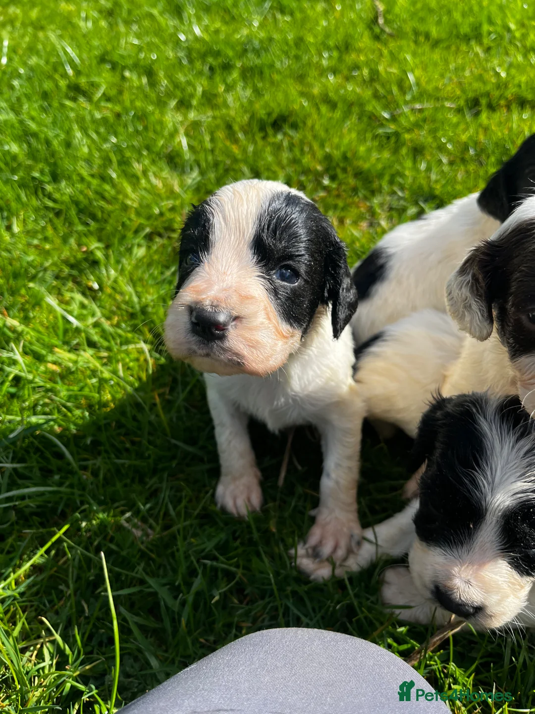 English Springer Spaniel dogs for sale: Superb litter of Springer Spaniel Pups - Advert 9