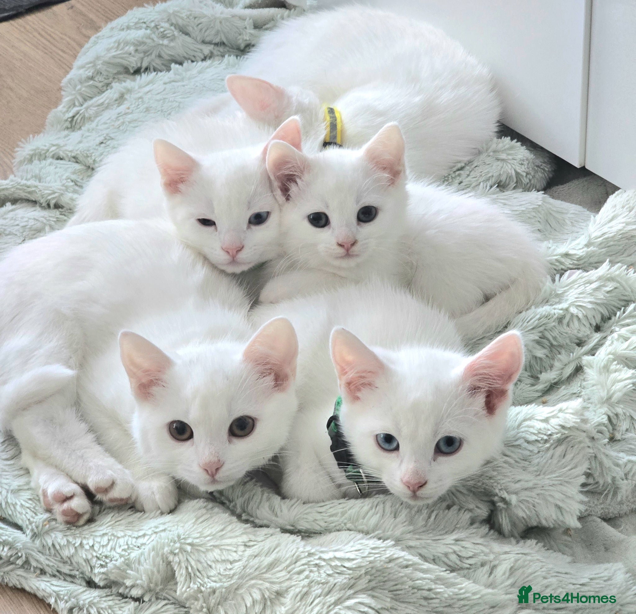 Turkish Angora cats Adorable kittens ready to be rehomed! - Advert 4