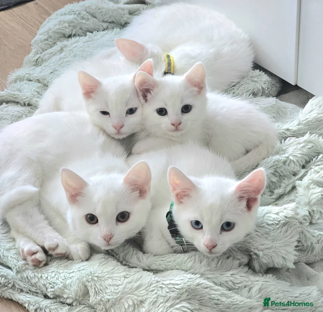 Turkish Angora cats for sale: Adorable kittens ready to be rehomed! - Advert 1