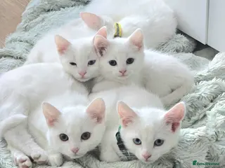 Turkish Angora cats Adorable kittens ready to be rehomed! - Advert 4
