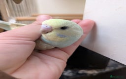 Budgerigars birds for sale: Baby budgies and starter cage  - Image 14