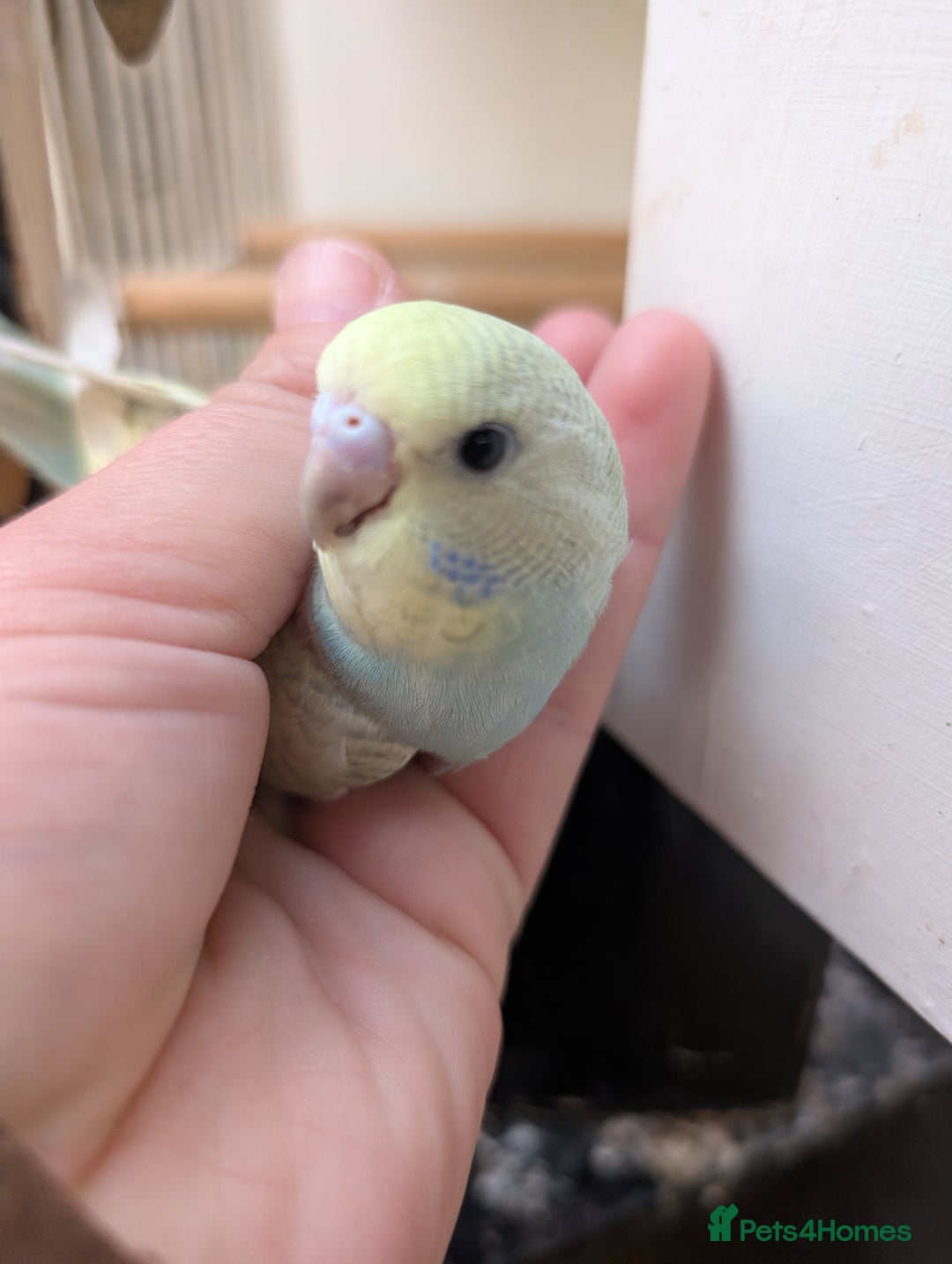 Budgerigars birds for sale: Baby budgies and starter cage  - Image 14