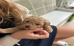 Cavapoochon dogs for sale: 5* Gorgeous F1b Cavapoochons - Image 21