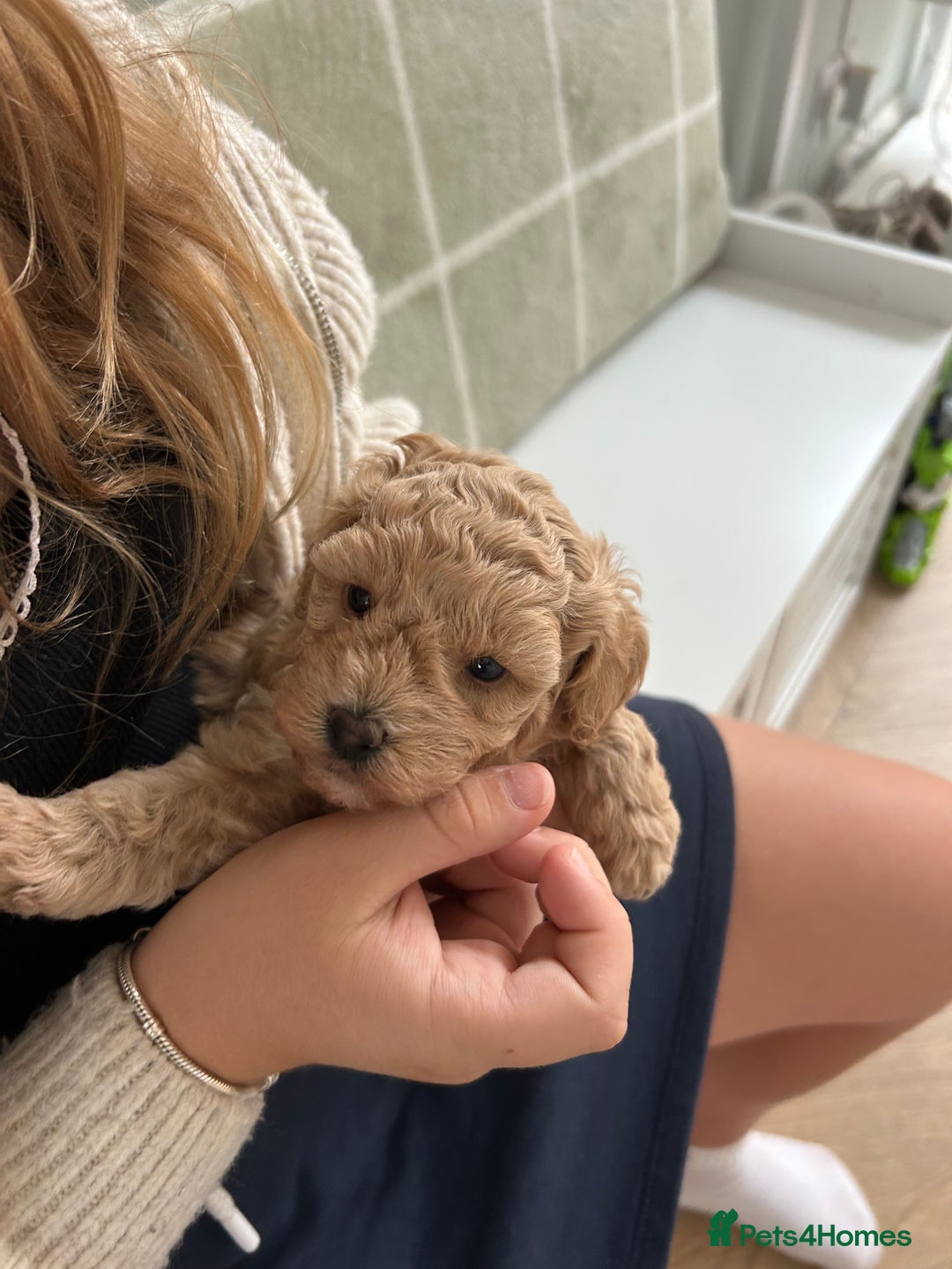 Cavapoochon dogs for sale: 5* Gorgeous F1b Cavapoochons - Image 21
