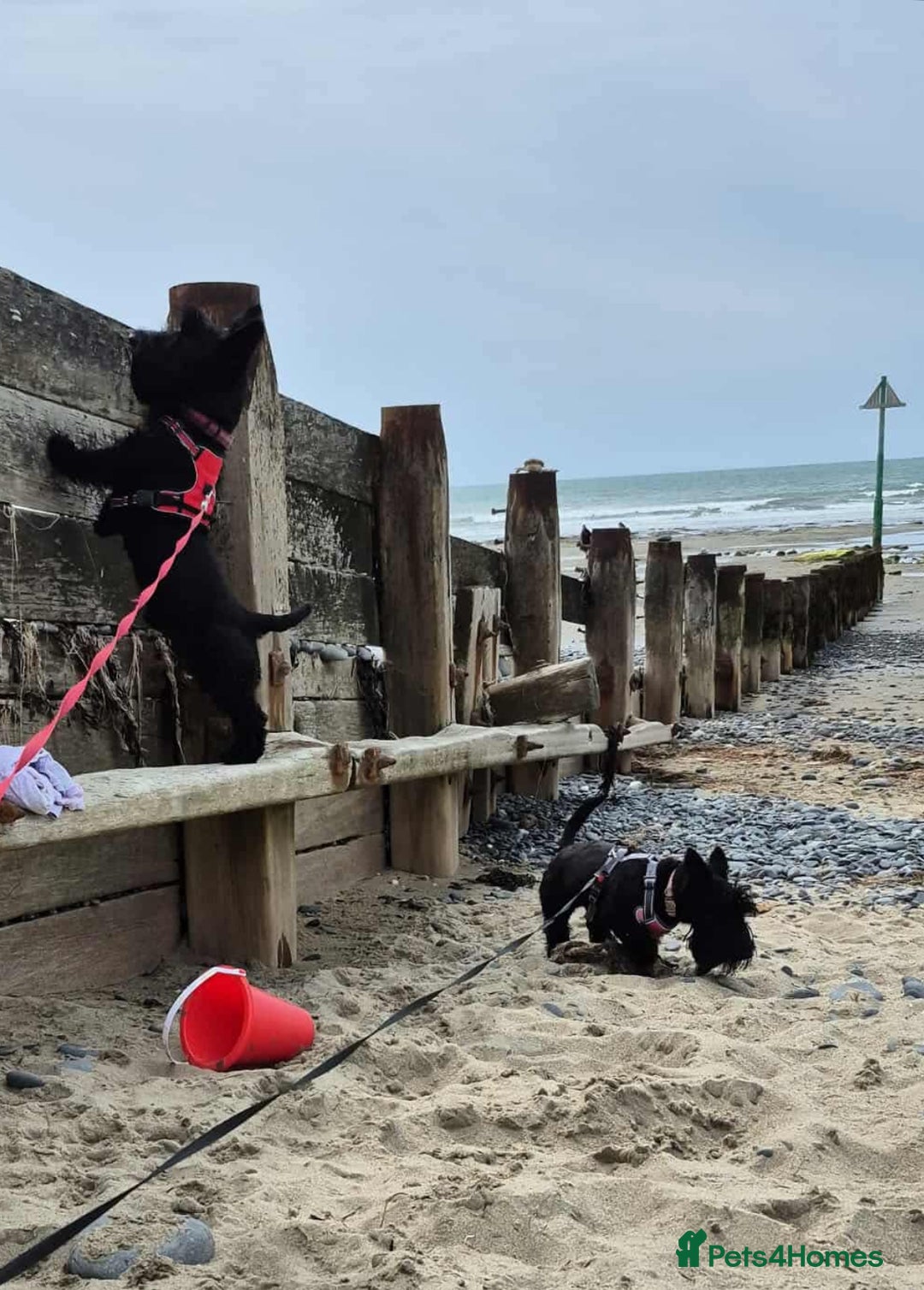 Scottish Terrier dogs for stud: Male Scottish Terrier for Stud - Image 10