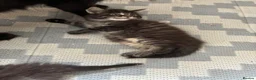 Maine Coon cats for sale: Maine coon baby’s  - Advert 32