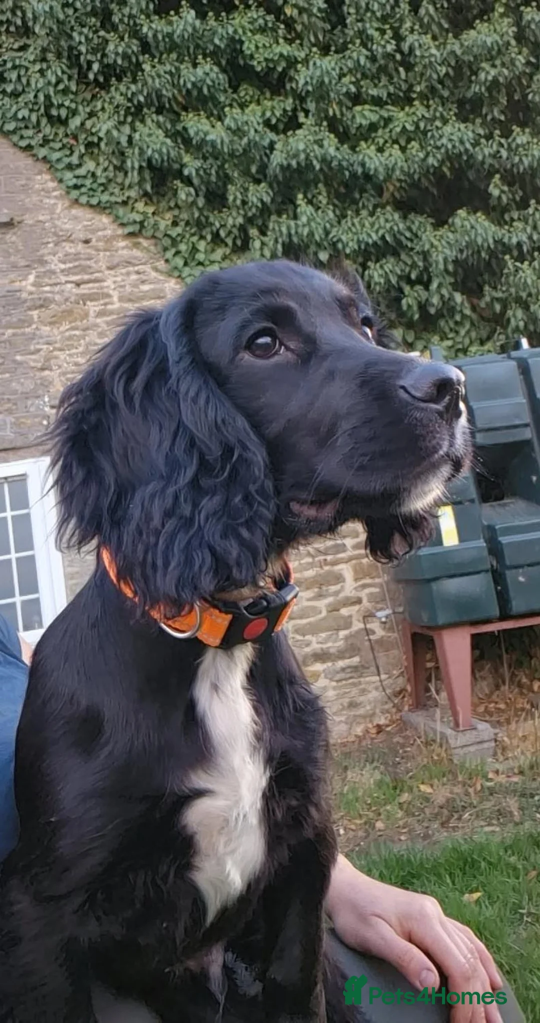 Sprocker dogs for sale: Sprocker Boy - Advert 1