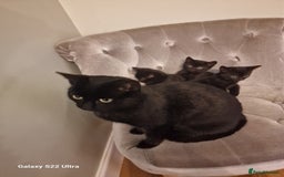 Mixed Breed cats for sale: ✨Adorable Kittens Ready for Their Forever Homes! ✨ - Advert 1