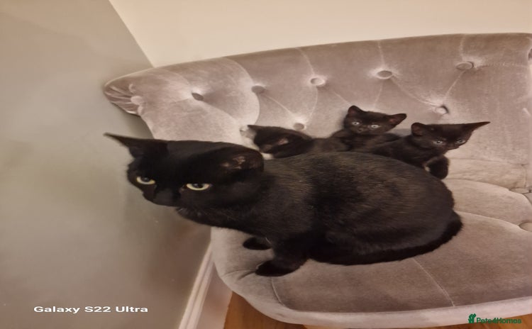 Mixed Breed cats ✨Adorable Kittens Ready for Their Forever Homes! ✨ - Advert 1