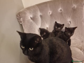 Mixed Breed cats ✨Adorable Kittens Ready for Their Forever Homes! ✨ - Advert 2