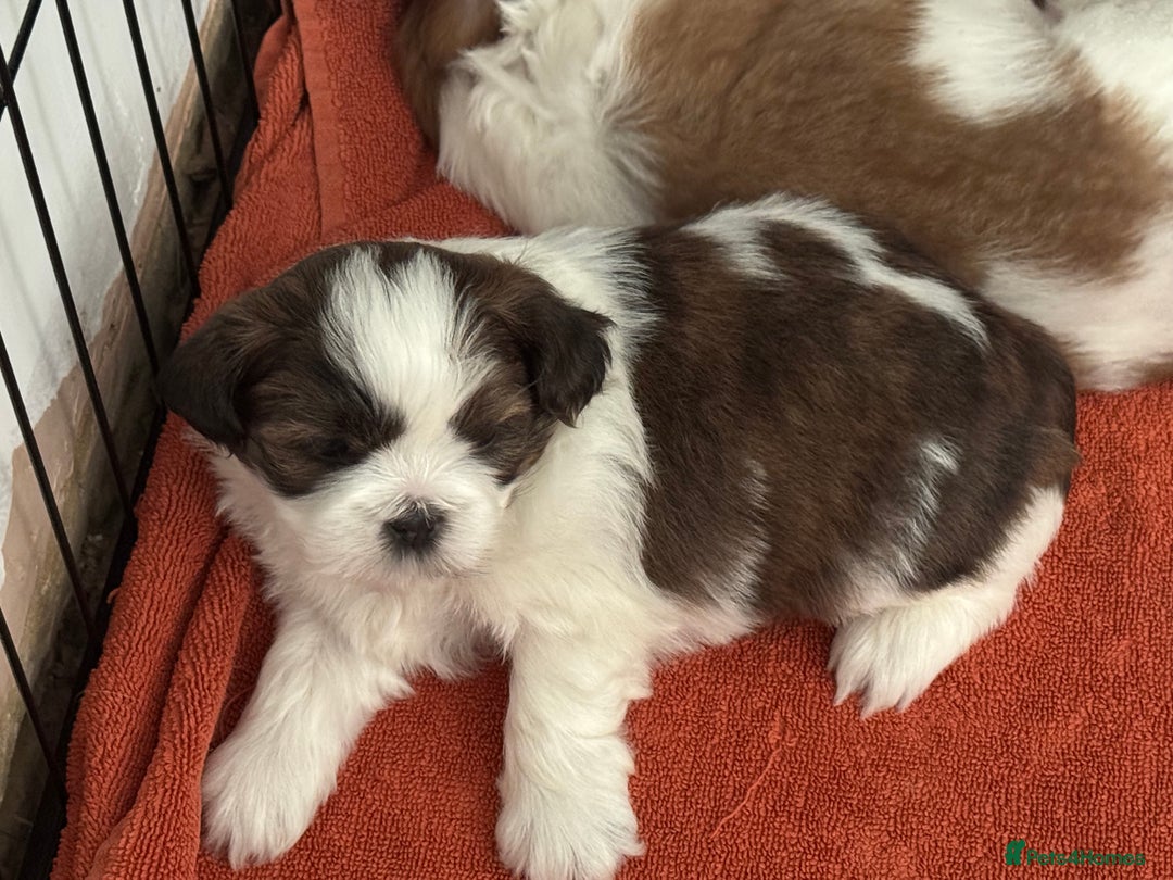 Shih Tzu dogs for sale: Beautiful Shih Tzu puppies  - Image 4